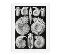 Artery8 Ammonite Fossil Cephalopods Large Wall Art Poster Print 18X24 Inch Artwork By Haeckel : Fossil Cephalopod Artwork Perfect For Study Or Hallway Reflecting Ancient Sea Life And Geological Wonder