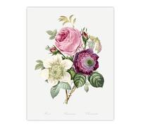 Artery8 Anemone and Cabbage Rose Flower Large Wall Art Poster Print 18X24 Inch Artwork By Redoute : Spring Bouquet Plate Bringing Freshness And Harmony To Contemporary Dining Area