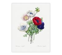 Artery8 Anemone Flowers Botanical Redoute Vintage Wall Art Poster Print 12X16"