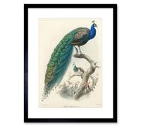Artery8 Animal Peacock Bird Scientific Pavo Cristatus 12x16" Framed Art Print in Blue | Size: W12" x H16" Artery8 Blue W12" x H16"