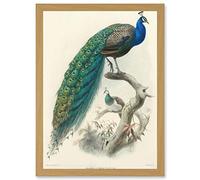 Artery8 Animal Peacock Bird Scientific Pavo Cristatus A4 Artwork Framed Wall Art Print