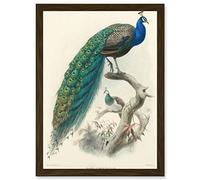 Artery8 Animal Peacock Bird Scientific Pavo Cristatus A4 Artwork Framed Wall Art Print