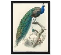 Artery8 Animal Peacock Bird Scientific Pavo Cristatus A4 Artwork Framed Wall Art Print