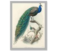 Artery8 Animal Peacock Bird Scientific Pavo Cristatus A4 Artwork Framed Wall Art Print in Light Grey Artery8 Light Grey