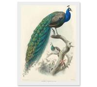 Artery8 Animal Peacock Bird Scientific Pavo Cristatus A4 Artwork Framed Wall Art Print in White Artery8 White