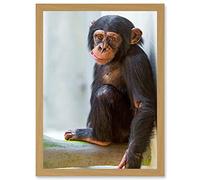 Animal Photo Ape Monkey Cute Baby Chimpanzee Artwork Framed Wall Art Print A4 Artery8 Light Oak One Size