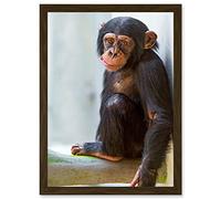 Animal Photo Ape Monkey Cute Baby Chimpanzee Artwork Framed Wall Art Print A4 Artery8 Brown One Size