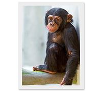 Artery8 Animal Photo Ape Monkey Cute Baby Chimpanzee Artwork Framed Wall Art Print A4