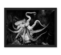 Artery8 Animal Photo Aquatic Marine Octopus Black White Artwork Framed Wall Art Print A4