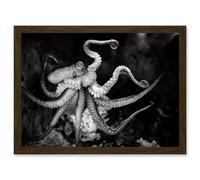 Animal Photo Aquatic Marine Octopus Black White Artwork Framed Wall Art Print A4 Artery8 Brown One Size
