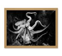 Animal Photo Aquatic Marine Octopus Black White Artwork Framed Wall Art Print A4 Artery8 Light Oak One Size