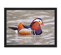 Animal Photo Bird Male Mandarin Duck Artwork Framed Wall Art Print A4 Artery8 Black One Size