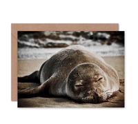 Artery8 Animal Photo Hawaiian Monk Asleep Seal Birthday Card Artery8 Multicolor
