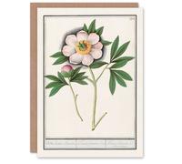 Artery8 Anselmus de Boodt Art Card Blooming Peony Flower Study