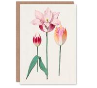 Artery8 Anselmus de Boodt Art Card Blooming Tulip Flower Illustration