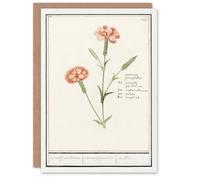 Artery8 Anselmus de Boodt Art Card Carnation Dianthus Flower