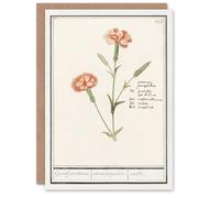 Artery8 Anselmus de Boodt Art Card Carnation Dianthus Flower