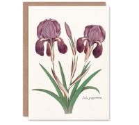 Artery8 Anselmus de Boodt Art Card Purple Iris Germanica Flower