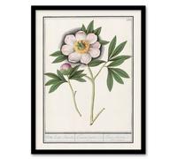 Artery8 Anselmus de Boodt Blooming Peony Flower Study Framed Art Picture Print in White | Size: A4 Artery8 White A4