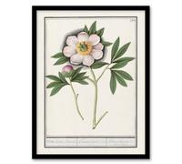 Artery8 Anselmus de Boodt Blooming Peony Flower Study Framed Art Picture Print in White | Size: A4 Artery8 White A4