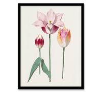 Artery8 Anselmus de Boodt Blooming Tulip Flower Illustration Framed Art Print in White | Size: A4 Artery8 White A4