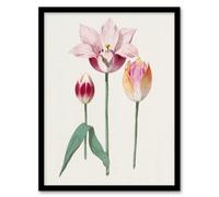 Artery8 Anselmus de Boodt Blooming Tulip Flower Illustration Framed Art Print in White | Size: A3 Artery8 White A3