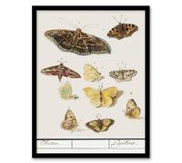 Artery8 Anselmus de Boodt Butterflies & Moths Study Framed Art Picture Print in White | Size: A4 Artery8 White A4