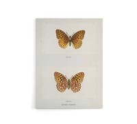 Artery8 Aphrodite Fritillary Butterfly Denton Canvas Wall Art Print in White | Size: W12" x H16" Artery8 White W12" x H16"