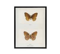 Artery8 Aphrodite Fritillary Butterfly Denton Framed Canvas Wall Art Print in White | Size: W18" x H24" Artery8 White W18" x H24"