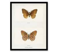 Artery8 Aphrodite Fritillary Butterfly Denton Framed Wall Art Print in White | Size: A4 Artery8 White A4