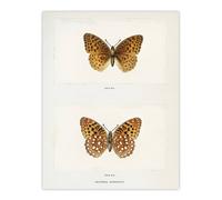 Artery8 Aphrodite Fritillary Butterfly Denton Wall Art Poster Print in White | Size: W24" x H32" Artery8 White W24" x H32"