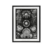 Artery8 Ascomycetes Fungi Species Vintage Haeckel Black Framed Canvas Wall Art | Size: W24" x H32" Artery8 Black W24" x H32"
