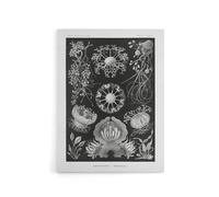 Artery8 Ascomycetes Fungi Species Vintage Haeckel Canvas Wall Art in Black | Size: W18" x H24" Artery8 Black W18" x H24"