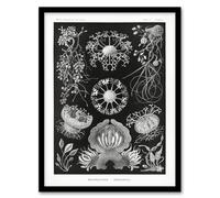 Artery8 Ascomycetes Fungi Species Vintage Haeckel Framed Wall Art Print in Black | Size: W12" x H16" Artery8 Black W12" x H16"