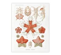 Artery8 Asteroidea Starfish Sea ocean XL Extra Large Wall Art Poster Print 24X32 Artwork By Haeckel : Starfish Species Print Suited For Hallway Or Bathroom Showing Symmetry Nature And Marine Calm