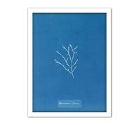 Artery8 Atkins British Algae Photo Goat Sporochnus Artwork Framed Wall Art Print 18X24 Inch