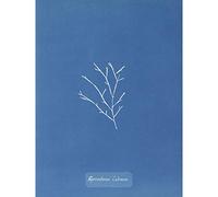 Artery8 Atkins British Algae Photo Goat Sporochnus Large Wall Art Poster Print Thick Paper 18X24 Inch