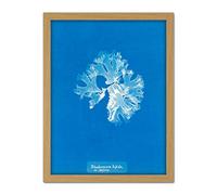 Artery8 Atkins British Algae Photo Split Rhodymenia Artwork Framed Wall Art Print 18X24 Inch