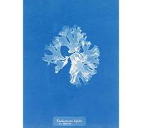 Artery8 Atkins British Algae Photo Split Rhodymenia Premium Wall Art Canvas Print 18X24 Inch