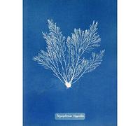 Artery8 Atkins British Algae Photo Thuja Like Polysiphonia Large Wall Art Poster Print Thick Paper 18X24 Inch