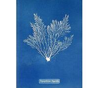 Artery8 Atkins British Algae Photo Thuja Like Polysiphonia Unframed Wall Art Print Poster Home Decor Premium