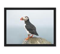 Artery8 Atlantic Puffin Bird Standing on Rock Artwork Framed Wall Art Print A4