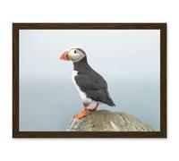 Atlantic Puffin Bird Standing on Rock Artwork Framed Wall Art Print A4 Artery8 Brown One Size