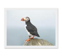 Atlantic Puffin Bird Standing on Rock Artwork Framed Wall Art Print A4 Artery8 White One Size