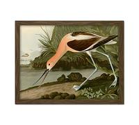 Artery8 Audubon Birds America American Avocet Artwork Framed Wall Art Print 18X24 Inch