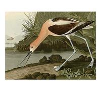 Artery8 Audubon Birds America American Avocet Unframed Wall Art Print Poster Home Decor Premium