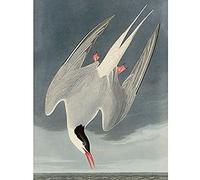 Artery8 Audubon Birds America Arctic Tern Art Print Canvas Premium Wall Decor Poster Mural