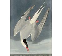 Artery8 Audubon Birds America Arctic Tern Unframed Wall Art Print Poster Home Decor Premium