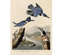 Artery8 Audubon Birds America Belted Kingfisher Art Print Canvas Premium Wall Decor Poster Mural
