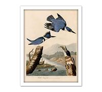 Artery8 Audubon Birds America Belted Kingfisher Artwork Framed Wall Art Print 18X24 Inch